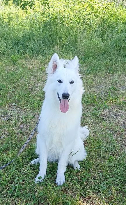 Кінолог Дресирування Виховання собак