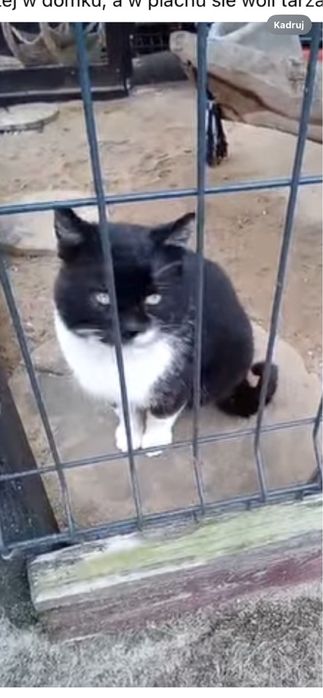 8 letni Dante ( jedynak) szuka domu