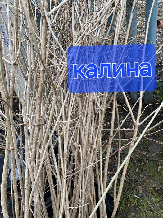 Саженці вяз/бук/граб/клен/береза/липа/черемха/дуб