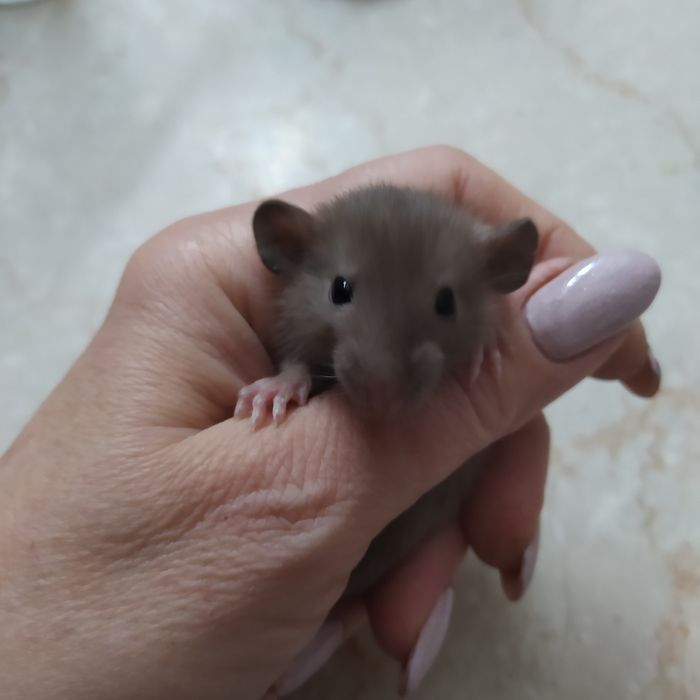 Крыса Дамбо! Ручнейшие малыши!