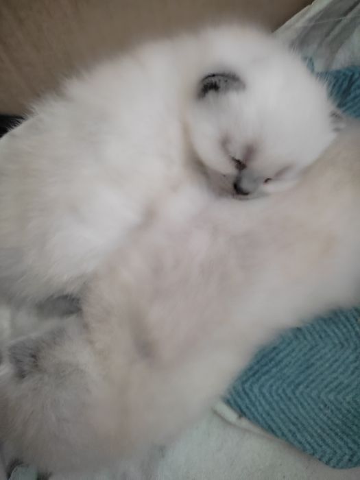 Породисті кошенята, scottish fold blue point