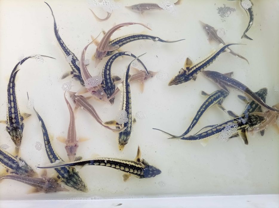 Jesiotr narybek sterlet rosyjski 18-25 cm , karp lin karaś wegorz