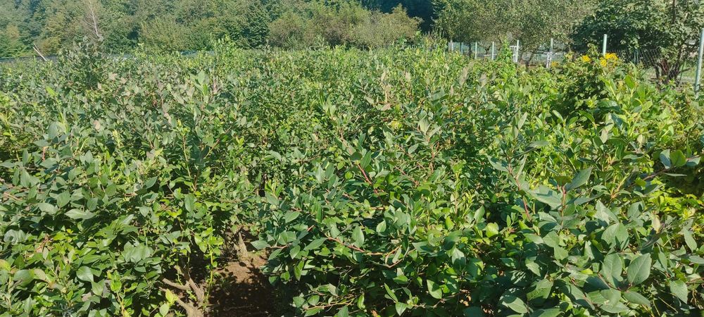 Borówka Amerykańska sadzonki 70-80cm owocujące okazja!