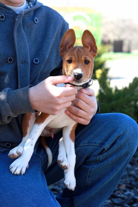 Хлопчик басенджи, басенджі, basenji родовід КСУ, без вад, реальні фото