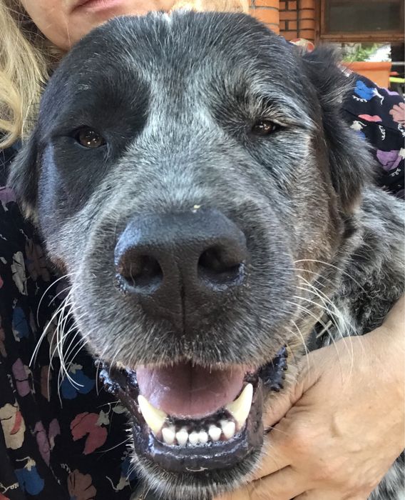 Вязка САО алабай,туркмен.КСУ.