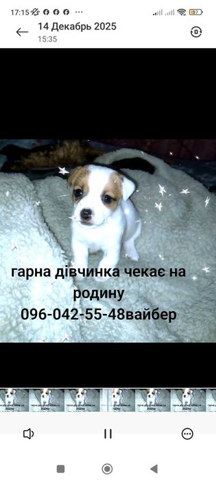 Джек Рассел тер'єр