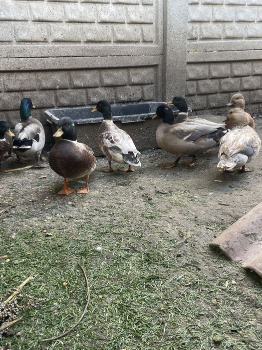 Качки міні даки продам