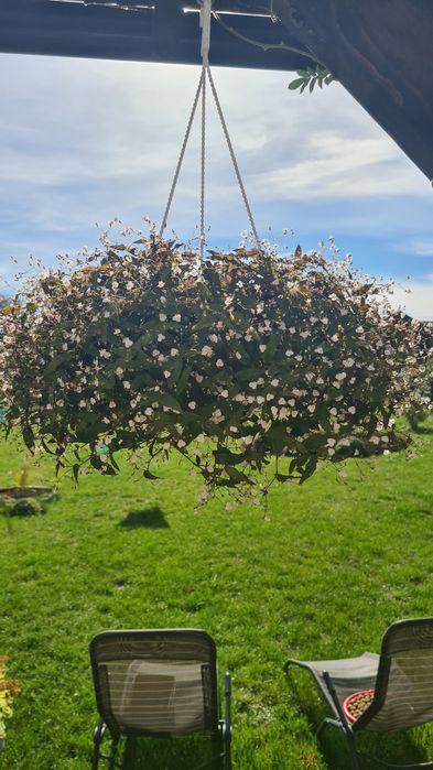Традесканція  «Біла фата», вербейник в кашпо для тераси