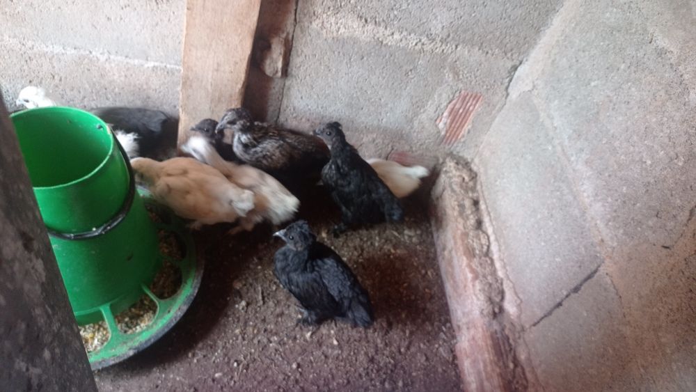 Ovos de sedosas galados