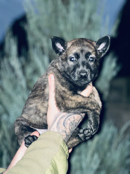 Хердер! Голландская овчарка! Девочка!