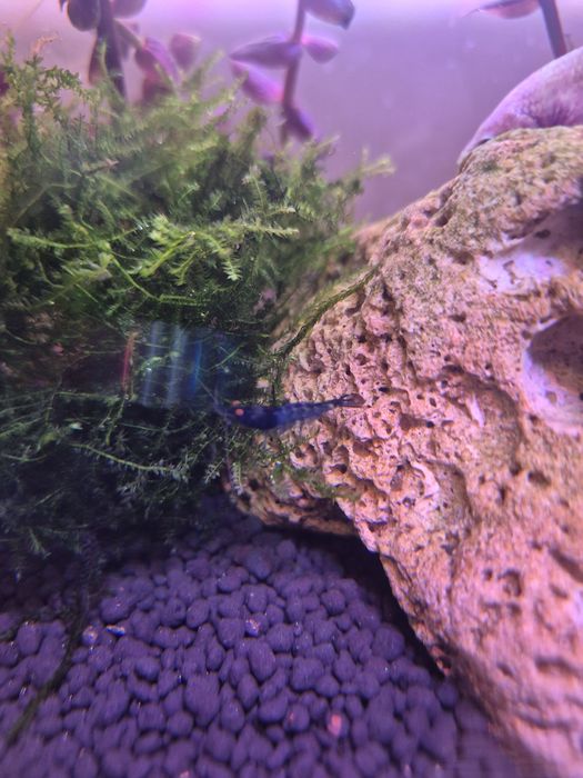 Porções de Christmas Moss (Musgo de Natal) - Aquascaping / Berçário