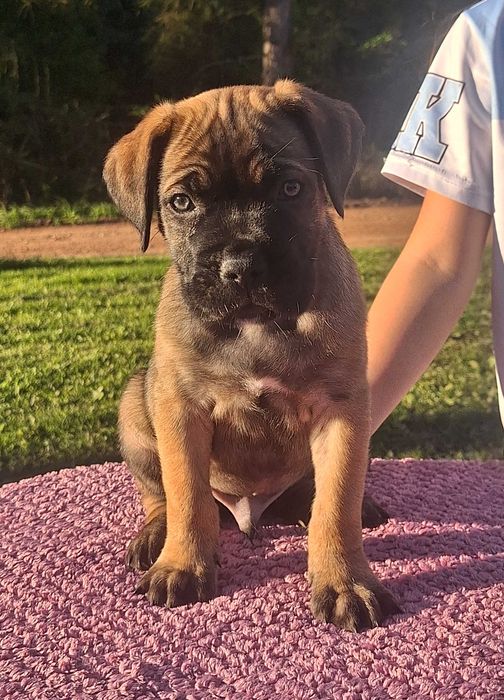 Cane Corso Szczeniaki