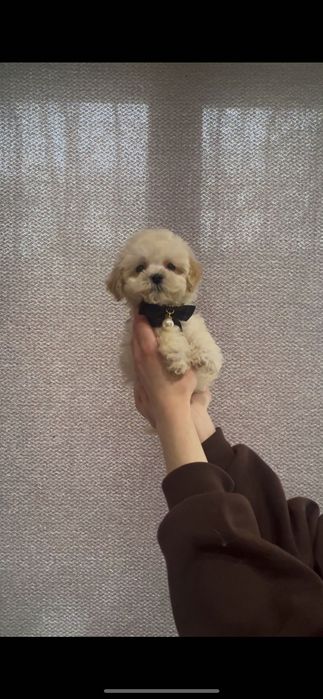 Мальтіпу хлопчик  ф2