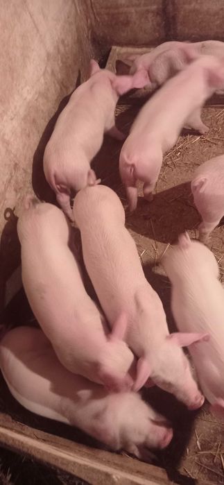 Продам поросят гарненьких