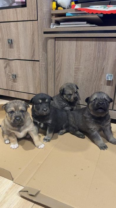 Wydam psiaki w typie Husky