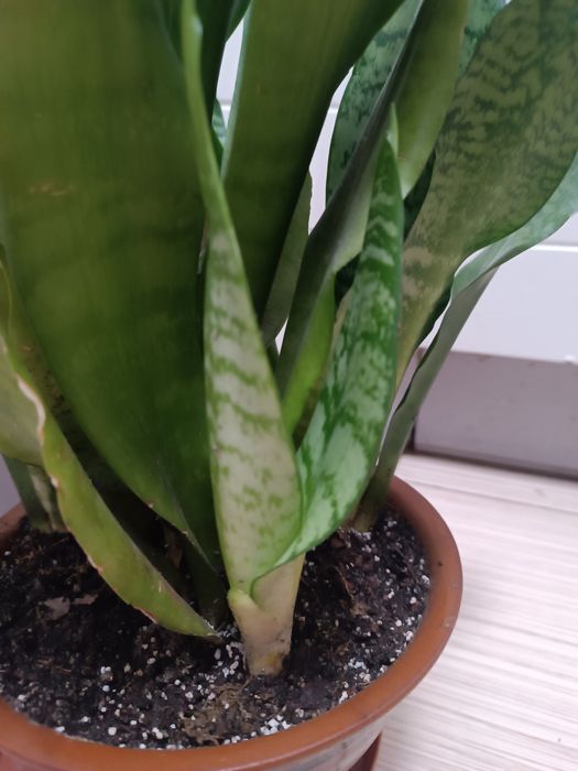 Сансевиерия Робуста среднерослая