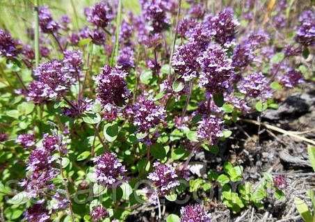 Чебрець сушений свіжий