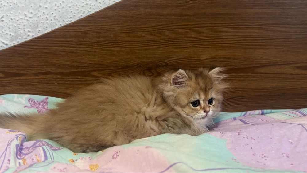 Чарівний котик хайленд