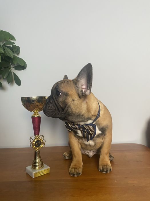 Французькі бульдог. Доставим!