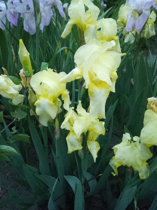 Пропоную  іриси / півники. Є середні і високі