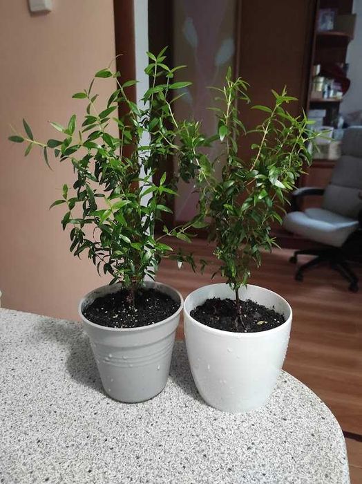 мирт   в горшочке