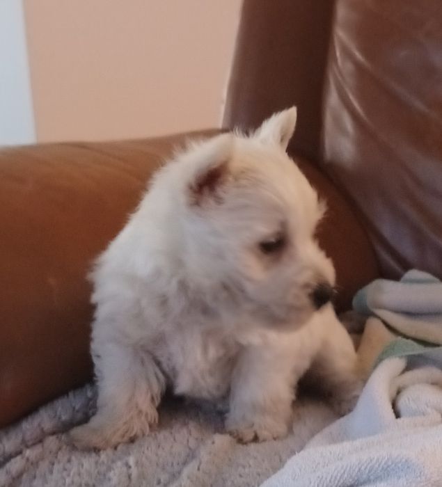 West highland white terrier piesek
