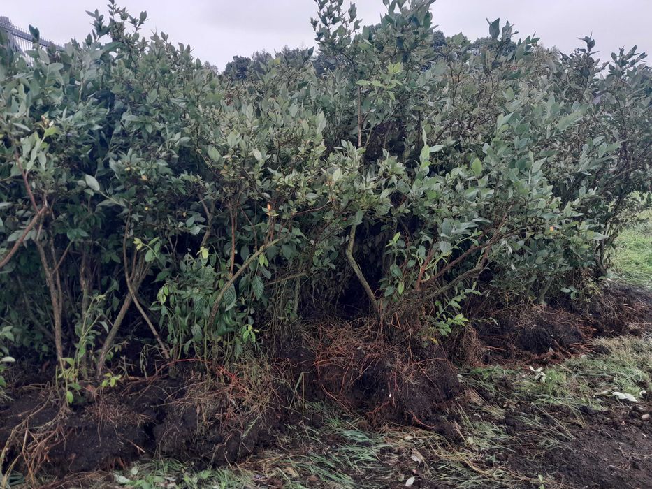 Krzewy borówki amerykańskiej