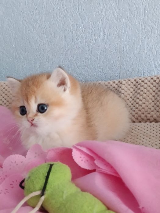 Ласкава і ніжна красуня