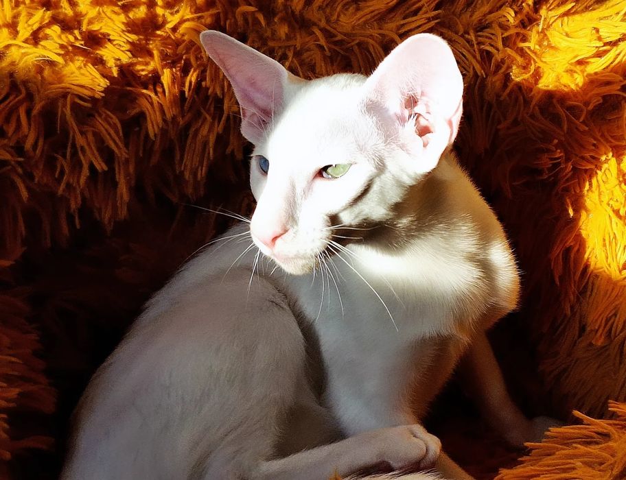 Ориентальные котята