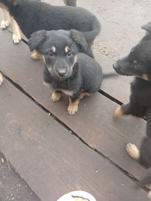 Віддамо цуценят в добрі руки