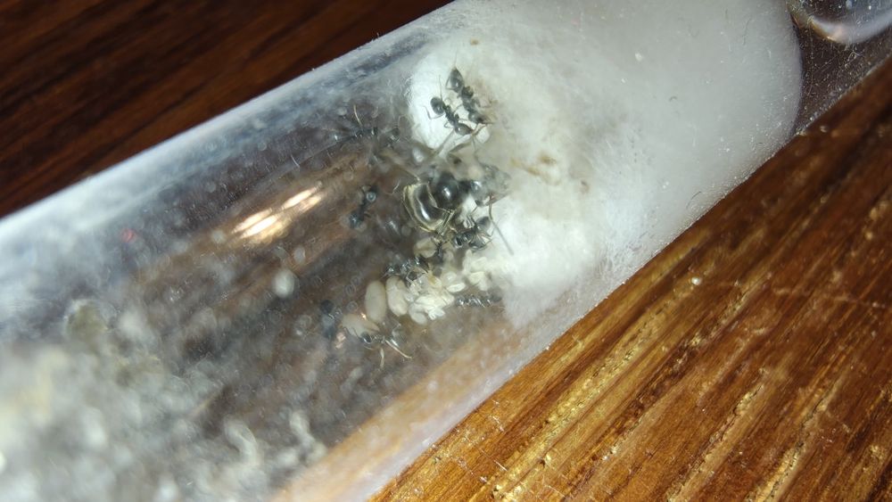 Lasius Niger Q+10-15w