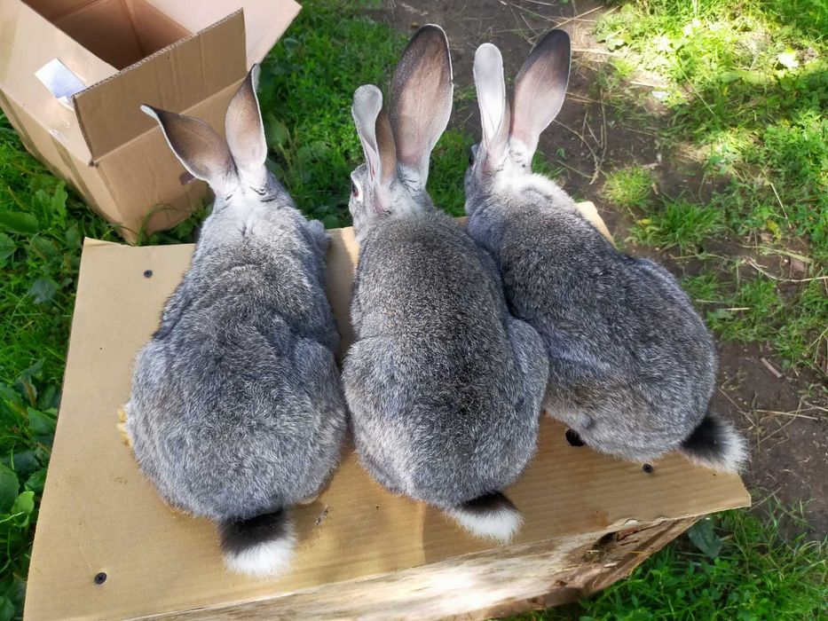 Кролі породи Шиншила. Німецький строкатий велетень.