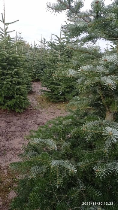CHOINKI rezerwacja w szkółce doniczkowych roslin