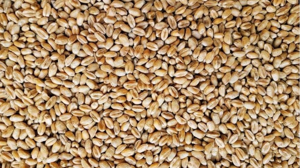 Pszenica ozima 1 tona