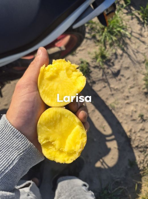 Ziemniaki Soraya otolia larisa 4.5+