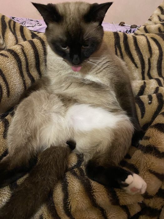 Продається котик Бублик