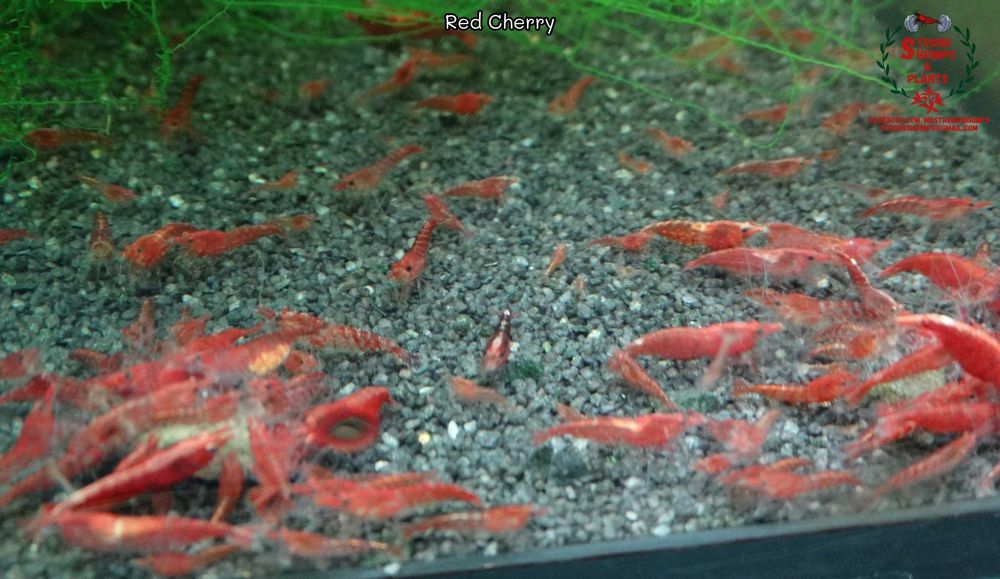 Krewetki Neocaridina Red Cherry woda kranowa ZAMIANA GRATIS PROMOCJA