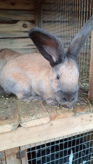 Продам НСВ кроликів