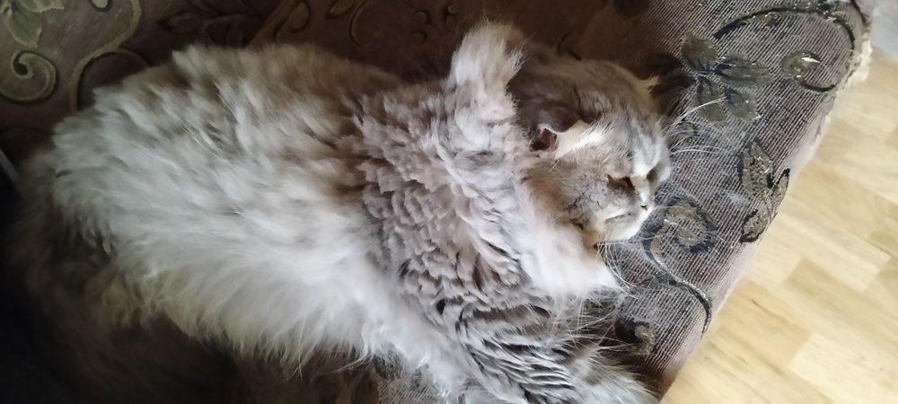 Вязка кот вислоухий ищет невесту