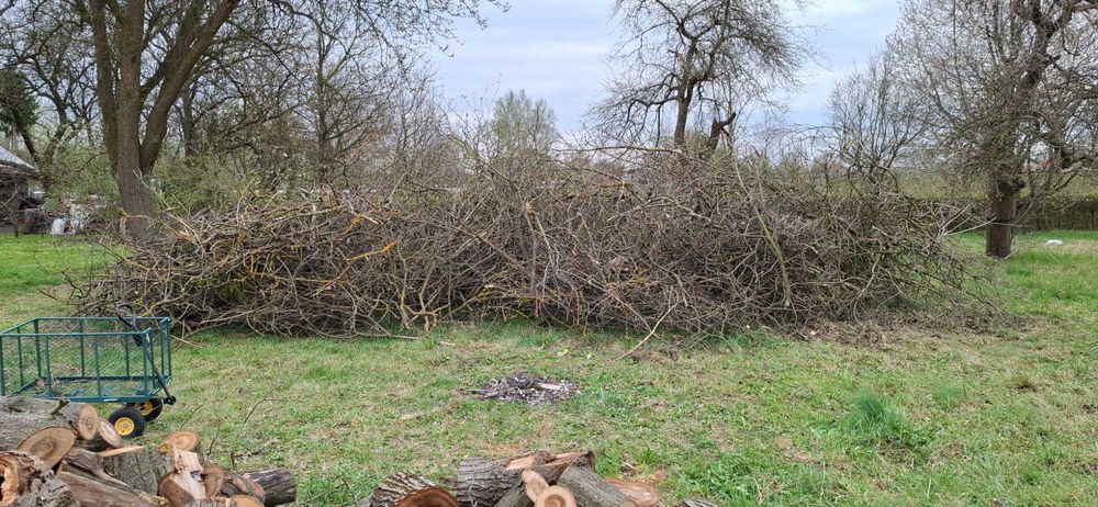 Oddam za darmo gałęzie