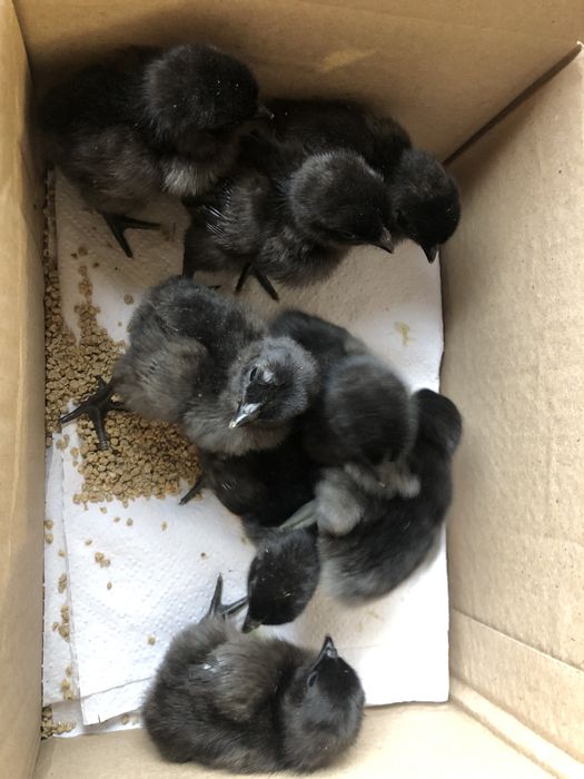 Аям Цемані . Циплята. Курчата. Інкубаційне яйце. Півень.