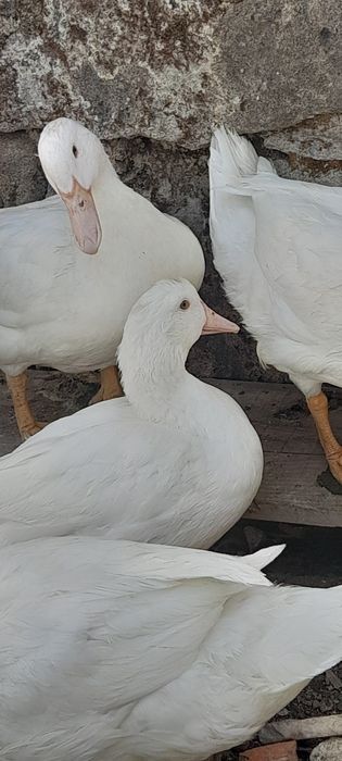 Patos Pequim Jovens