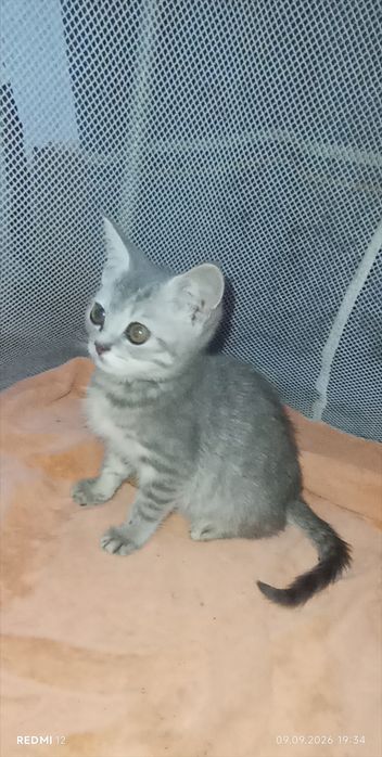 Британські котики котик