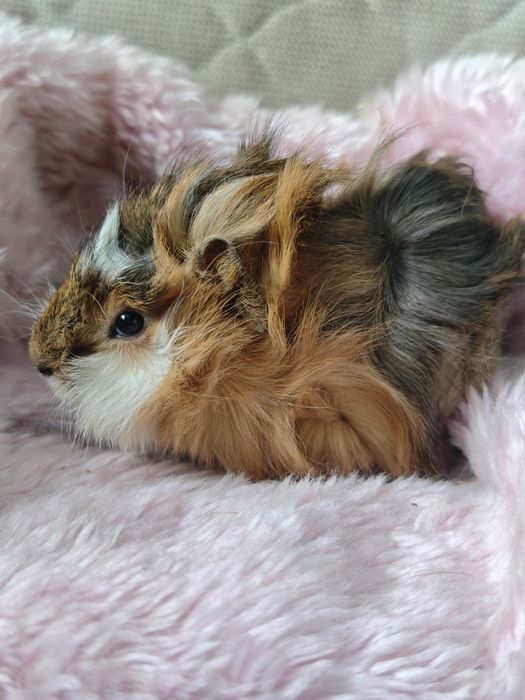 Świnka morska samiec