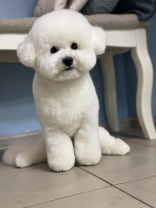 Грумер. Стрижка собак. Святопетрівське  Білогородка Боярка