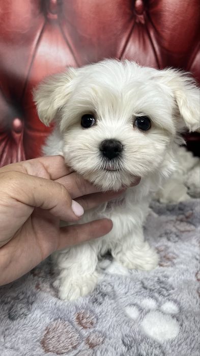 Мальтійська болонка (шоу-клас) – цуценята з документами