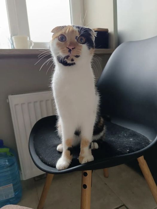 Породистая вислоухая Фюрер