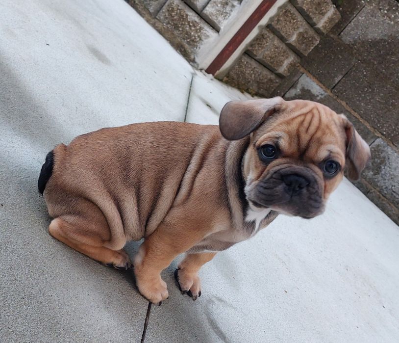 Bulldog francês menino red fawn