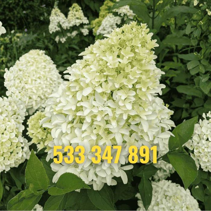Hortensja 30-50 cm promocja z dostawą gratis