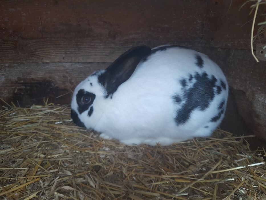 Sprzedam samicę srokacza